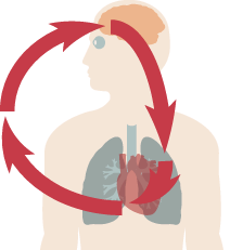 Traditional HRV feedback loop